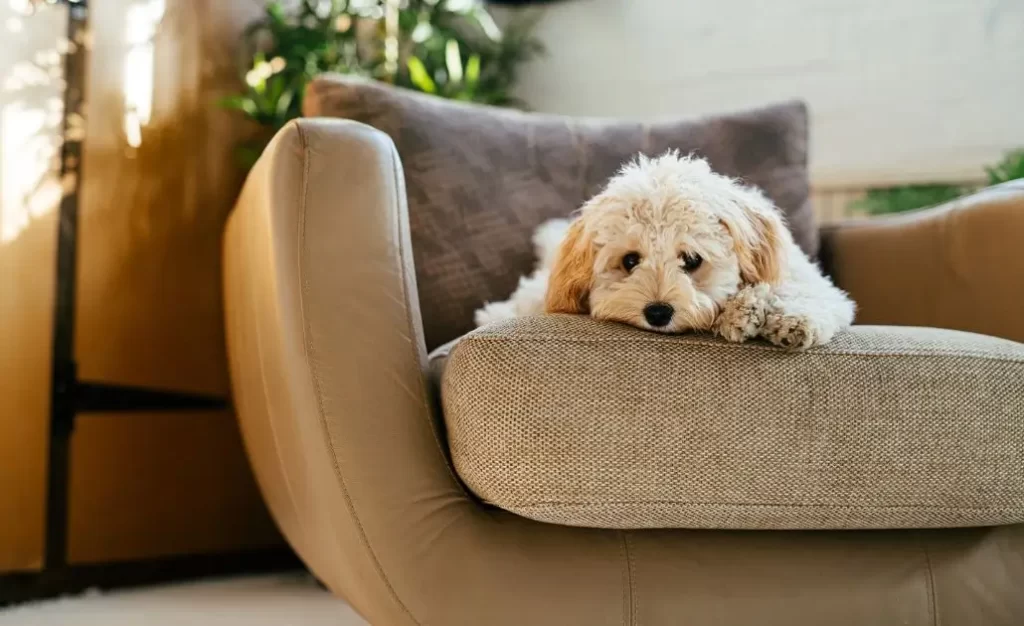 Leishmaniose canina: entenda como proteger seu cachorro