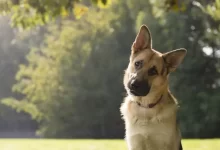 Photo of Leishmaniose canina: entenda como proteger seu cachorro