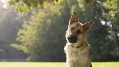 Photo of Leishmaniose canina: entenda como proteger seu cachorro