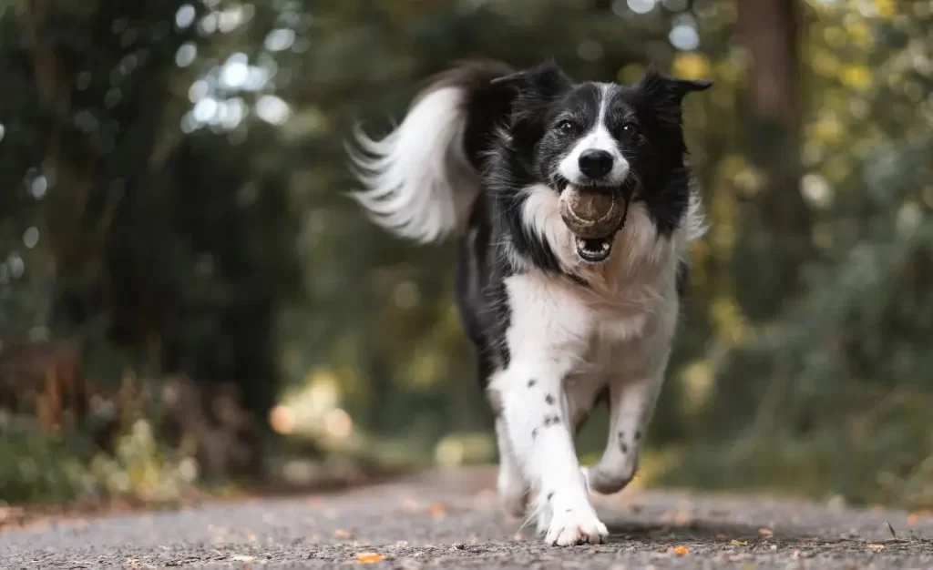 Como Tratar Leishmaniose Canina?