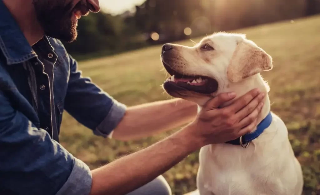 Sintomas de Leishmaniose Canina nos Olhos e Pele do Cachorro