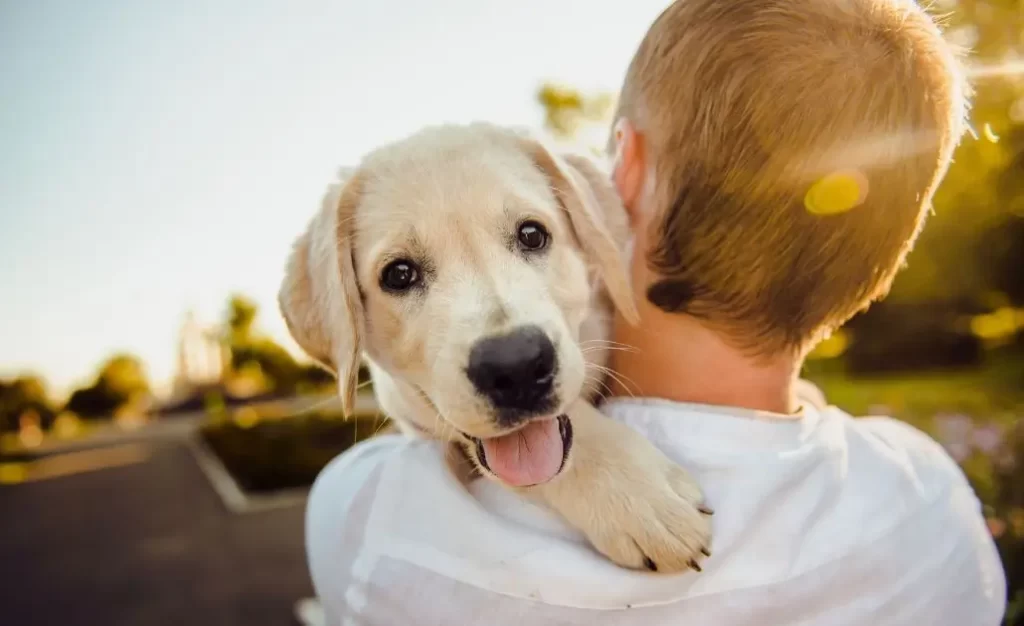 Sintomas de Leishmaniose Canina nos Olhos e Pele do Cachorro