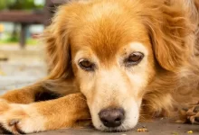 Photo of Sintomas de Leishmaniose Canina nos Olhos e Pele do Cachorro