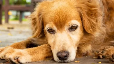 Photo of Sintomas de Leishmaniose Canina nos Olhos e Pele do Cachorro