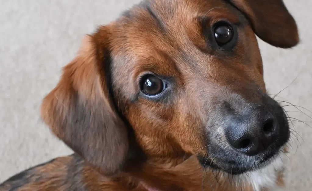 O impacto da leishmaniose visceral no comportamento do cão: mudanças além dos sintomas físicos