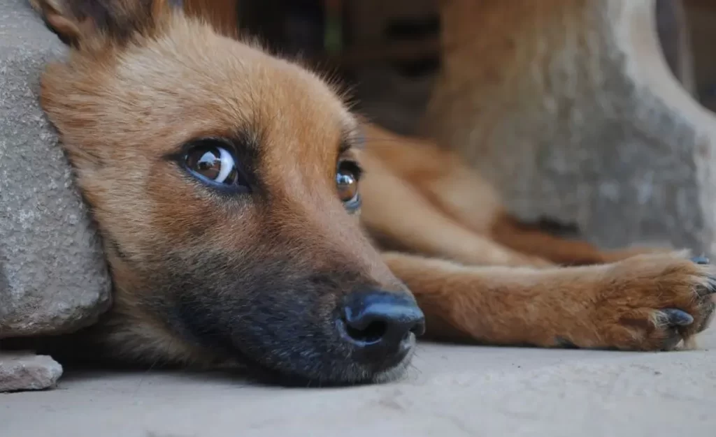 5 Mitos sobre a Leishmaniose Visceral Canina: O Que Você Precisa Saber