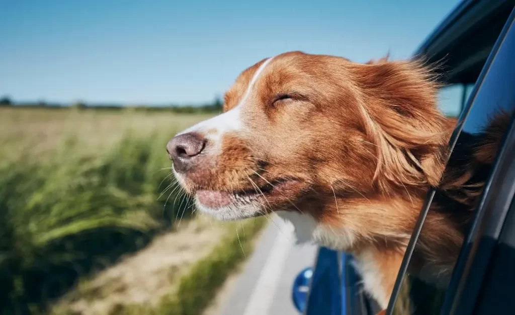 Vai viajar de férias? Proteja seu cachorro da leishmaniose em regiões endêmicas