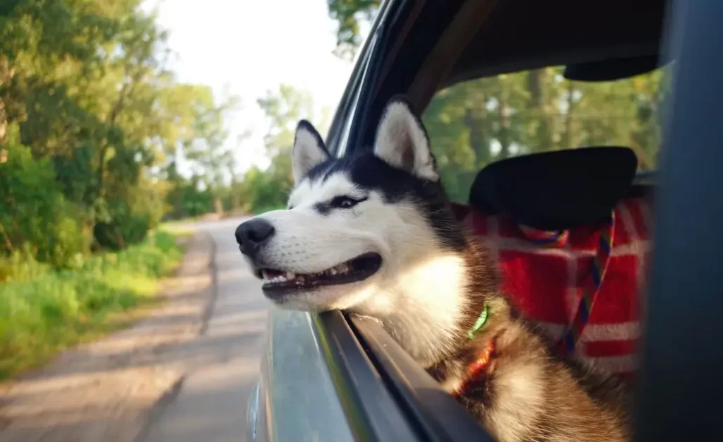 Vai viajar de férias? Proteja seu cachorro da leishmaniose em regiões endêmicas