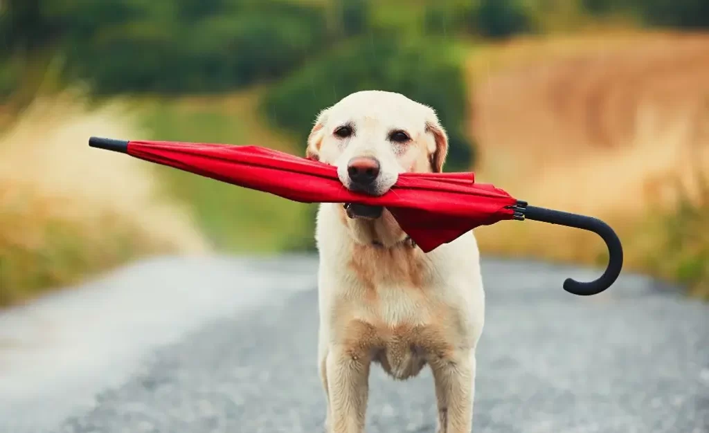 Mosquito-palha e Leishmaniose Visceral Canina: Por Que o Clima Importa?