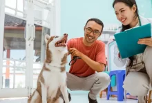 Photo of Leishmaniose Visceral Canina: O que é, como prevenir e controlar a doença?