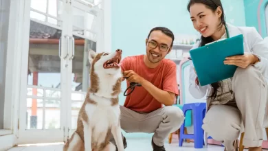 Photo of Leishmaniose Visceral Canina: O que é, como prevenir e controlar a doença?