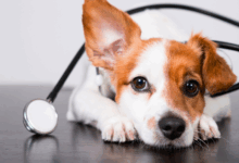 Photo of Como saber se meu cachorro tem calazar? Sintomas e cuidados essenciais