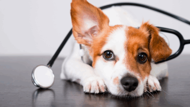Photo of Como saber se meu cachorro tem calazar? Sintomas e cuidados essenciais