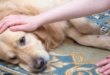 Photo of Calazar ou Leishmaniose Canina: Quais são os primeiros sintomas nos cachorros?