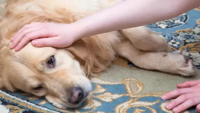 Photo of Calazar ou Leishmaniose Canina: Quais são os primeiros sintomas nos cachorros?