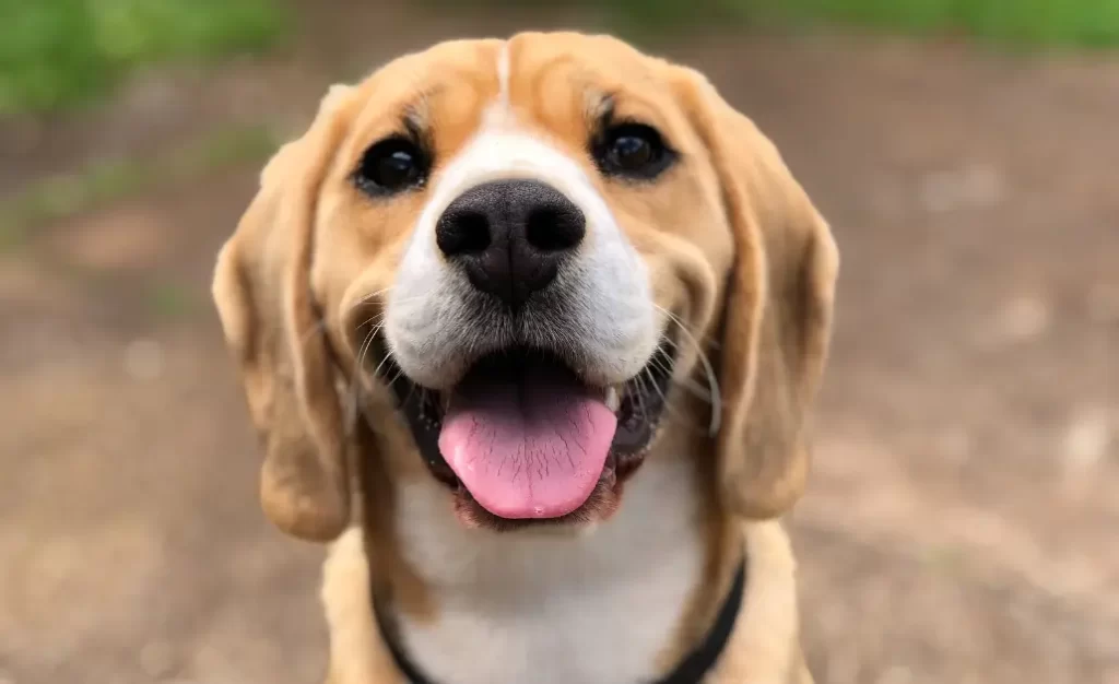 Calazar ou Leishmaniose Canina