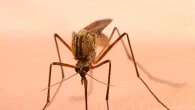 Photo of Mosquito-palha: como eliminar e prevenir a picada do transmissor da leishmaniose visceral canina?