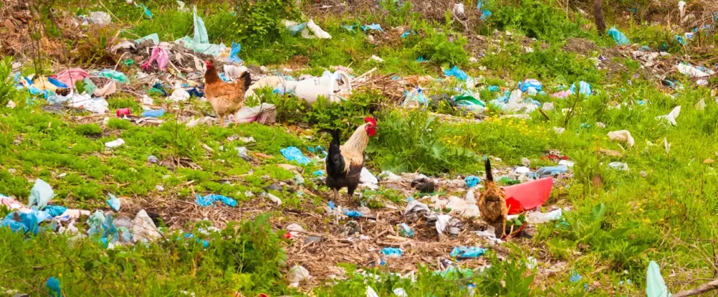 Mosquito-palha: como eliminar e prevenir a picada do transmissor da leishmaniose visceral canina?