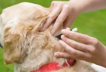 Photo of Como eliminar carrapatos do cachorro: 5 dicas práticas e eficazes