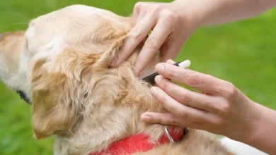 Photo of Como eliminar carrapatos do cachorro: 5 dicas práticas e eficazes