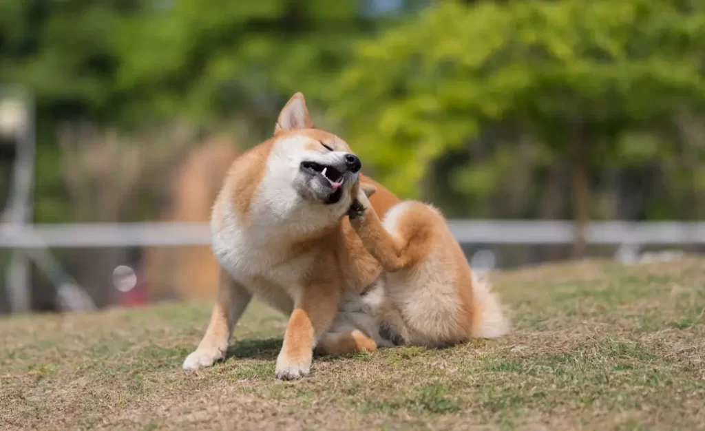 Por que meu cachorro se coça muito mesmo sem ter pulgas? Descubra o que fazer agora!