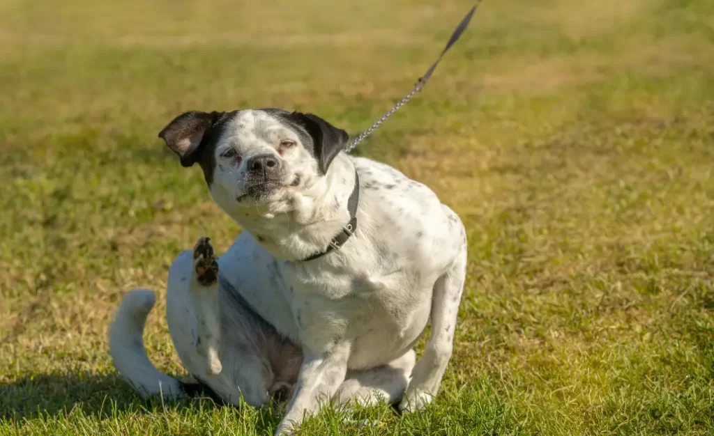 Por que meu cachorro se coça muito mesmo sem ter pulgas? Descubra o que fazer agora!