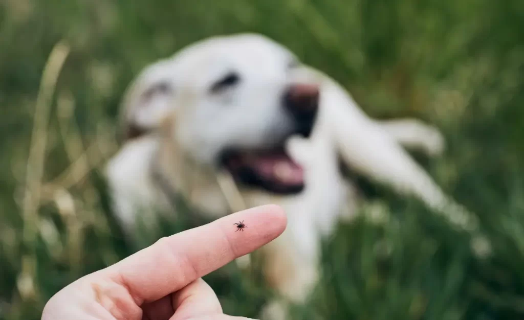 Como saber se meu cão tem carrapato escondido? Guia simples para tutores