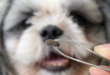 Photo of Como saber se meu cão tem carrapato escondido? Guia simples para tutores