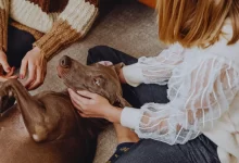 Photo of Leishmaniose canina: quando o cão começa a apresentar alterações antes de parecer doente