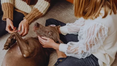 Photo of Leishmaniose canina: quando o cão começa a apresentar alterações antes de parecer doente