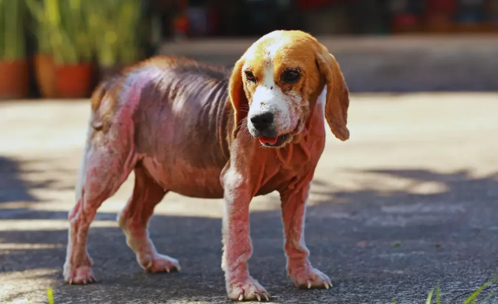 Feridas na cabeça do cachorro. 5 causas — e a última é a mais preocupante
