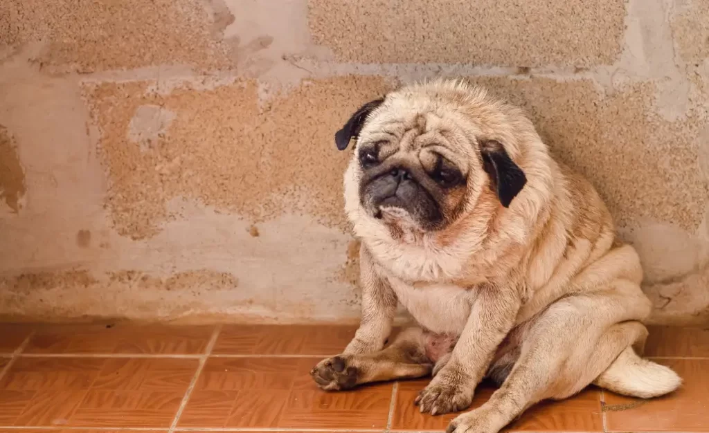 Cachorro com calazar: derrubamos 7 mitos sobre a leishmaniose visceral canina