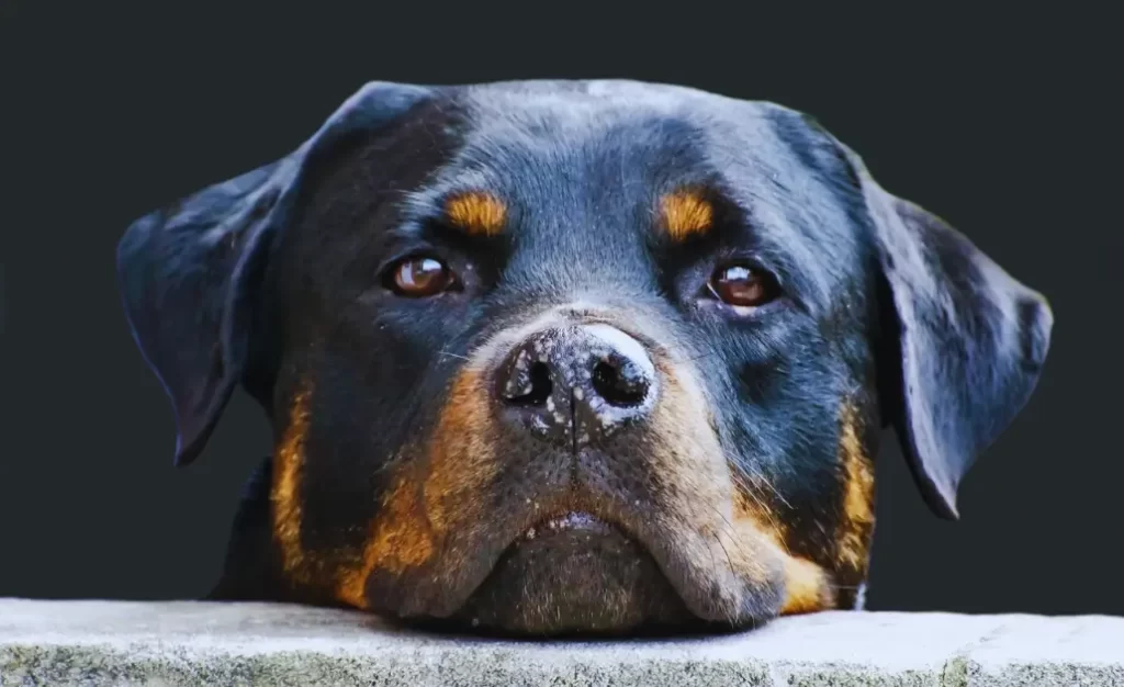 Leishmaniose Visceral Canina: Guia completo sobre sintomas, tratamento e prevenção do Calazar