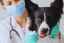 Photo of Leishmaniose Visceral Canina: Guia completo sobre sintomas, tratamento e prevenção do Calazar