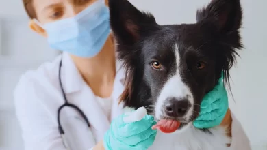 Photo of Leishmaniose Visceral Canina: Guia completo sobre sintomas, tratamento e prevenção do Calazar