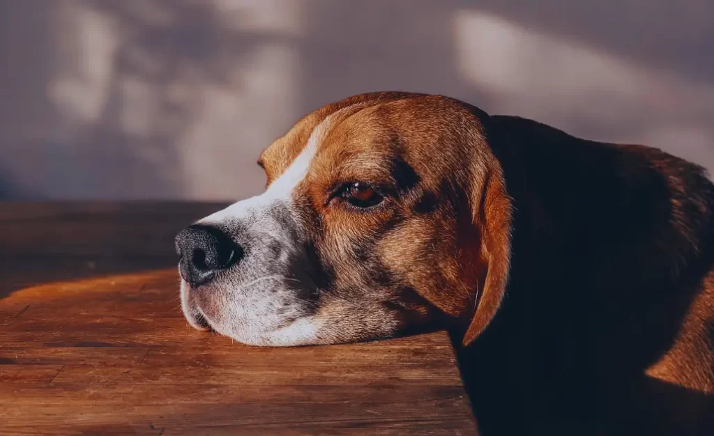 Leishmaniose canina: quando o cão começa a apresentar alterações antes de parecer doente