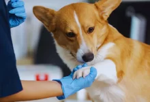 Photo of Diagnóstico de Leishmaniose Visceral Canina: como garantir qualidade de vida ao cão com o tratamento correto