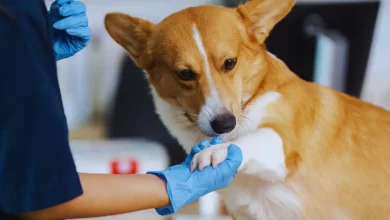 Photo of Diagnóstico de Leishmaniose Visceral Canina: como garantir qualidade de vida ao cão com o tratamento correto