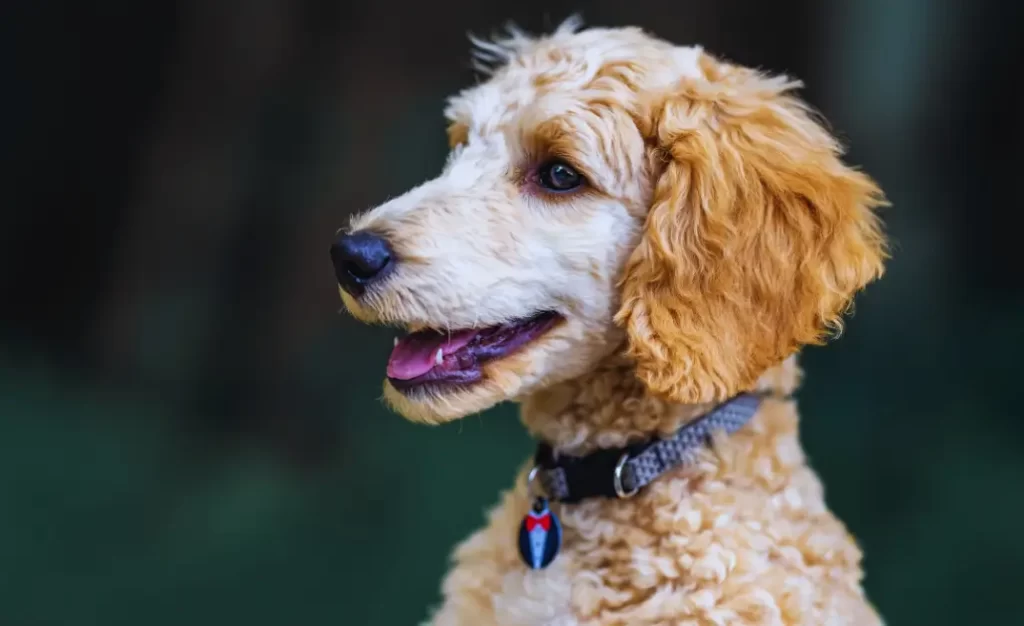 Diagnóstico de Leishmaniose Visceral Canina: como garantir qualidade de vida ao cão com o tratamento correto