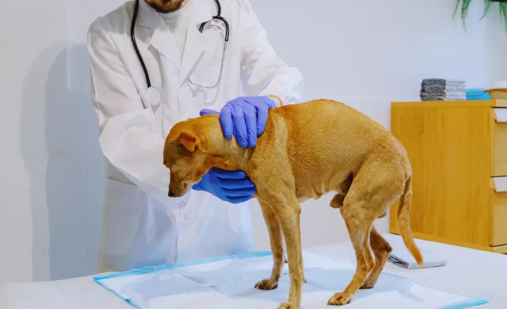 leishmaniose canina tem cura