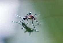 Photo of Verme do coração: você sabia que o mosquito da dengue também pode infectar seu cão?