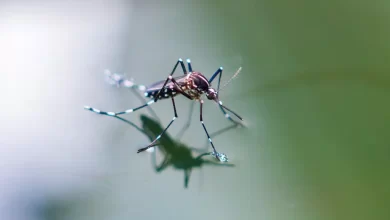 Photo of Verme do coração: você sabia que o mosquito da dengue também pode infectar seu cão?