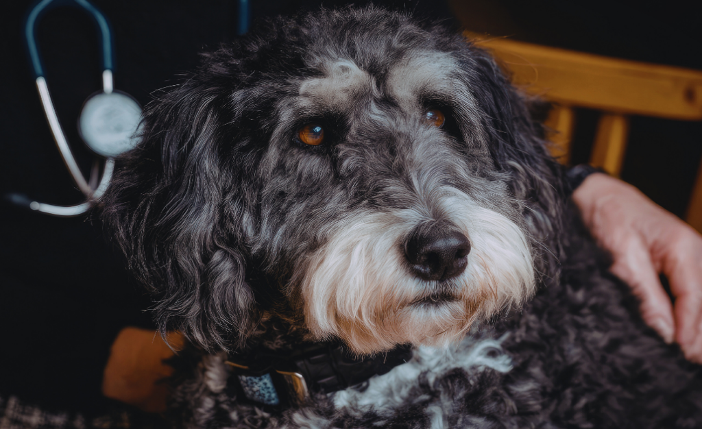 A Expansão Silenciosa do Calazar no Brasil: Saiba Quais Estados Correm Mais Risco e Como Proteger seu Cão