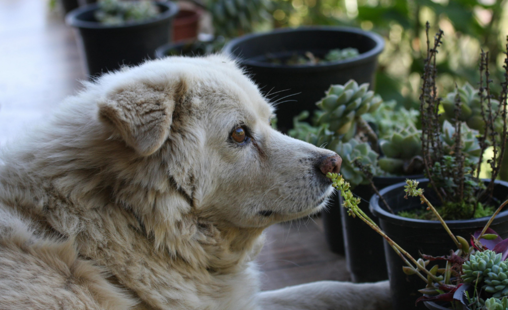 Verme do coração: você sabia que o mosquito da dengue também pode infectar seu cão?