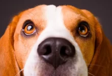 Photo of A Expansão Silenciosa do Calazar no Brasil: Saiba Quais Estados Correm Mais Risco e Como Proteger seu Cão