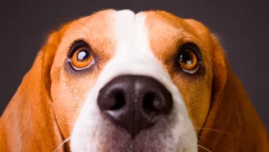 Photo of A Expansão Silenciosa do Calazar no Brasil: Saiba Quais Estados Correm Mais Risco e Como Proteger seu Cão