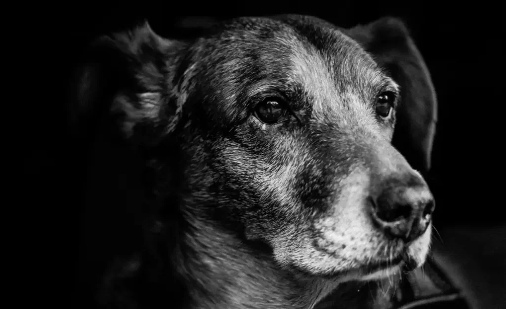 Problemas oculares em cães: o que a remela e os olhos esbranquiçados podem revelar? Problemas oculares em cães: olhos esbranquiçados