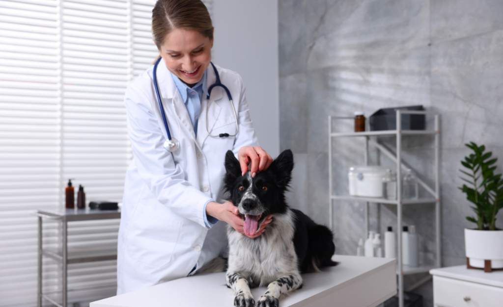 Problemas oculares em cães: o que a remela e os olhos esbranquiçados podem revelar? Problemas oculares em cães: o que a remela e os olhos esbranquiçados podem revelar?