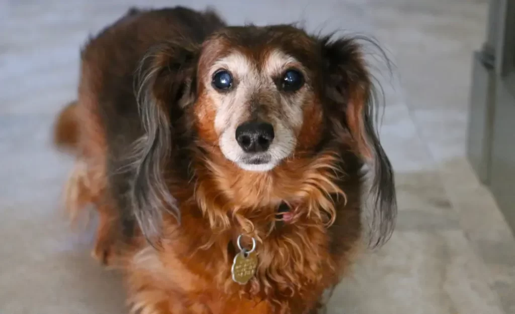 Problemas oculares em cães: o que a remela e os olhos esbranquiçados podem revelar? Problemas oculares em cães: o que a remela e os olhos esbranquiçados podem revelar?