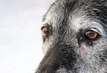 Photo of Problemas oculares em cães: o que a remela e os olhos esbranquiçados podem revelar?